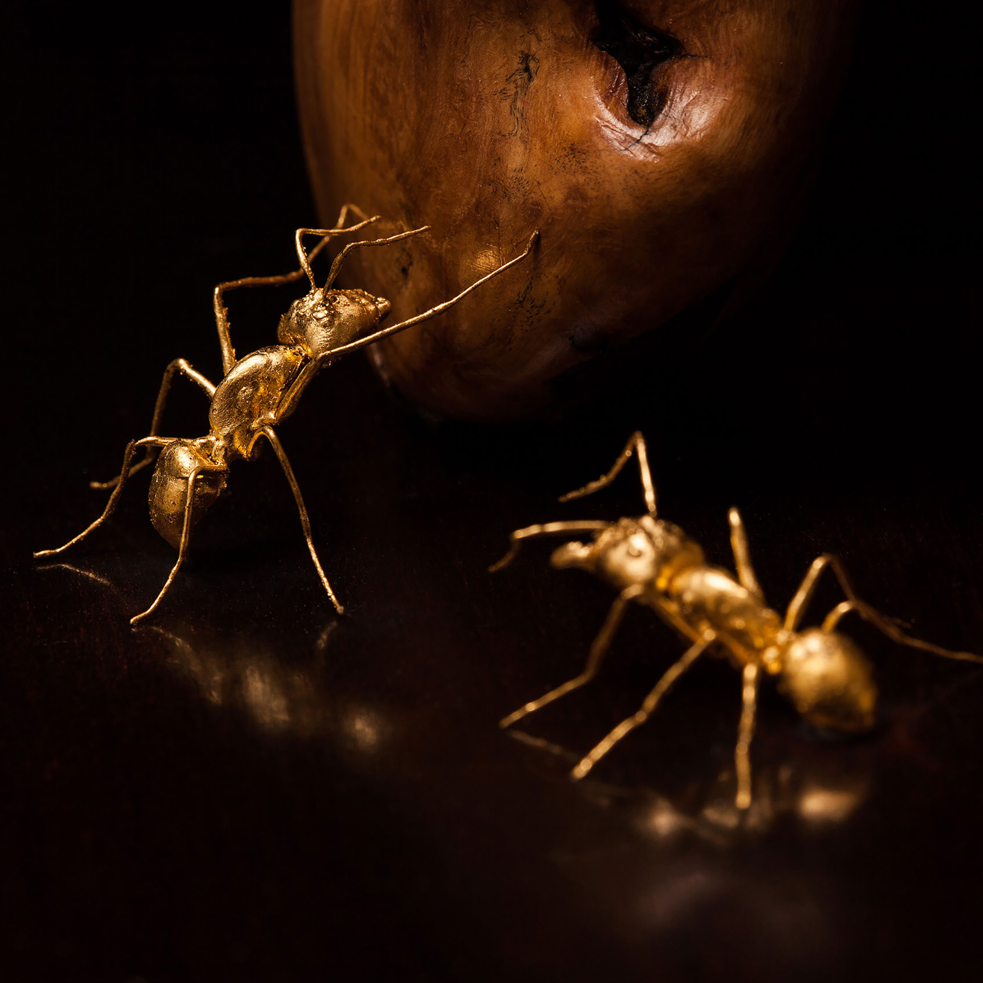Anatomia Camponotus Invictus II